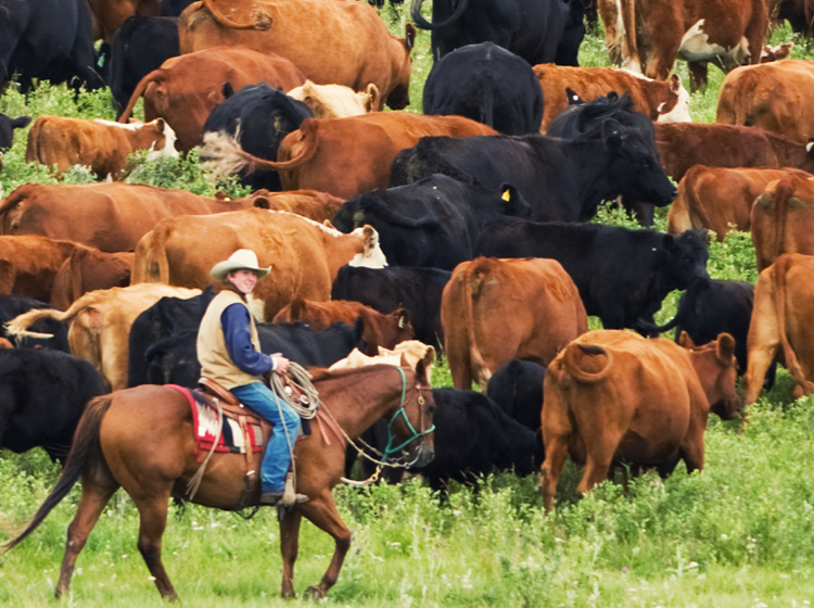 Caring for Farm Animals