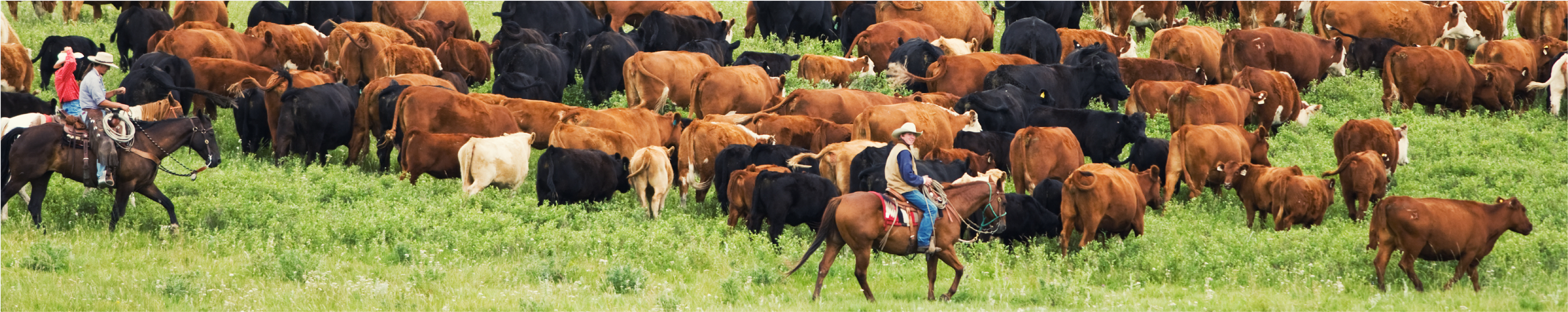 Caring for Farm Animals